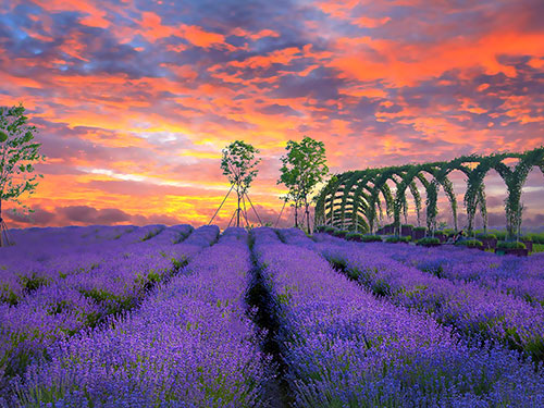 芝蘭空間,香氛系統(tǒng),空間香氛,香薰設備,香薰精油,香氛禮品定制